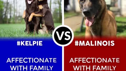 Australian Kelpie vs Belgian Malinois – Which one is a better
