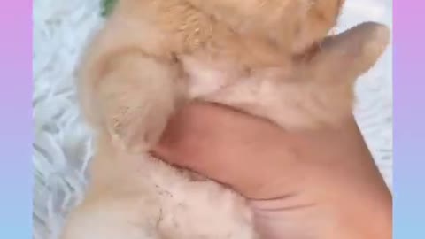 Cute Rabbit Video Compilation)