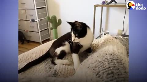 Hissing 'Panda Cat' Goes From Scared To Cuddlebug | The Dodo Foster Diaries