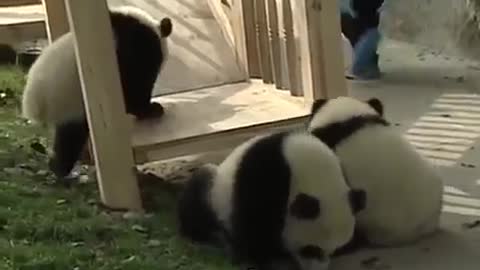 Pandas playing 💕