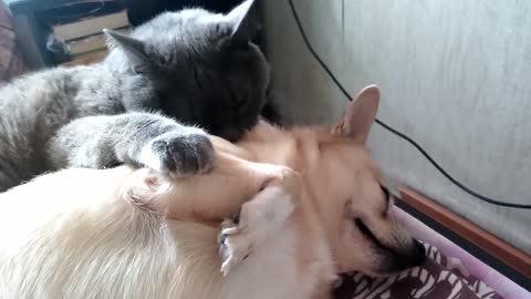 Gentle Cat Preciously Gives Doggy A Bath