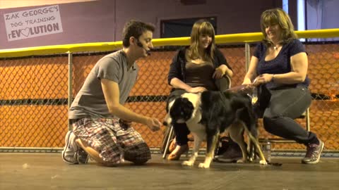 Dog Training: Basic Train ANY DOG