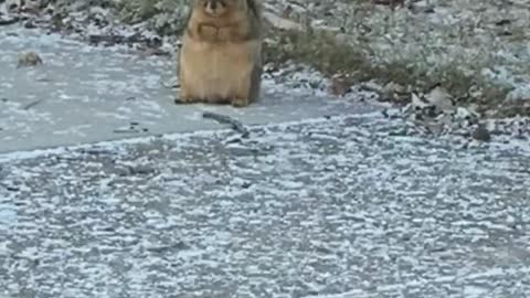 Chunky Squirrel Chills Out on the Sidewalk