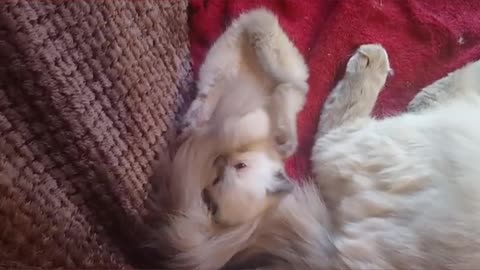 Small kitten playing with bigger cats tail red couch