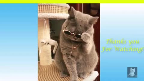 Cute Cats💗Clips Compilation Cute Moment Of The Pets #11😍Funny Clips