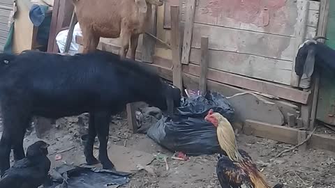 Watch these goats play with each other and their little crazy is a very naughty and rigid comic