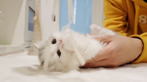 Cute Cats videoo 😍🥰 Earn Amazon gift card by clicking on the link.