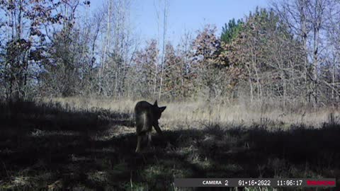 Wild Coyote Plays in Front of Game Camera