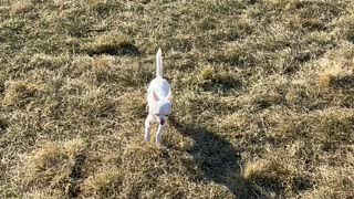 Speedy Pup Takes a Tumble Down Hill