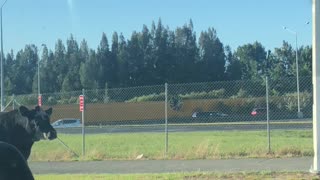 Bull Casually Roams Busy Streets of Auckland