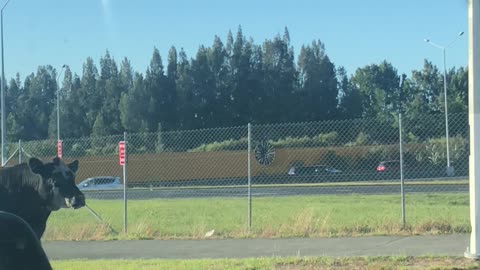 Bull Casually Roams Busy Streets of Auckland