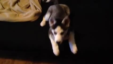 This Husky Puppy Doesn't Care What Time Is It.. He just want to play!