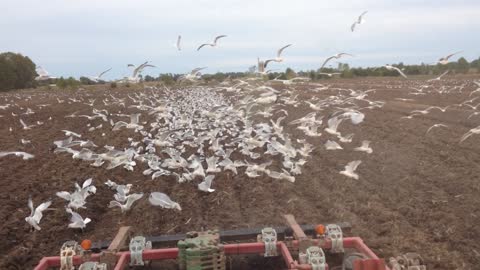 Farming Free Range Seagulls