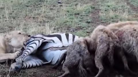 Lioness And Hana's Feeding with Harmony