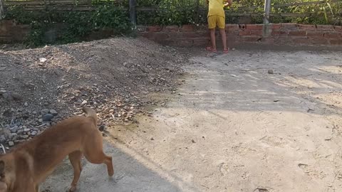 grandchildren play with the mother dog