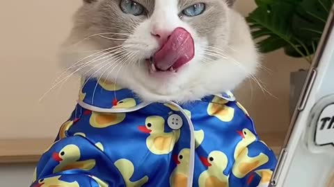 Cat funny video 😃🤣/ #catsofttiktok pet animal funny video #pet