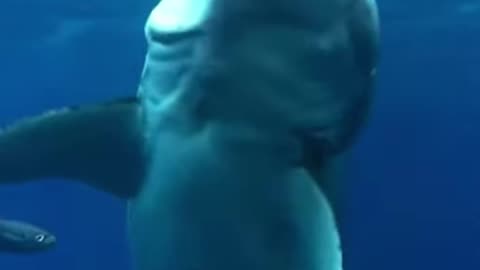 Bruce Is Real. Great White! 🦈🦈🦈