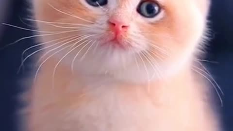 🌺Cute Baby Cat WhatsApp Status 💫❣️Cute Cat Status Video raataan lambiyan |animals park | #shorts#cat