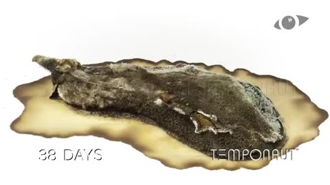 Aubergine Melanzana Eggplant Decomposition Timelapse Video