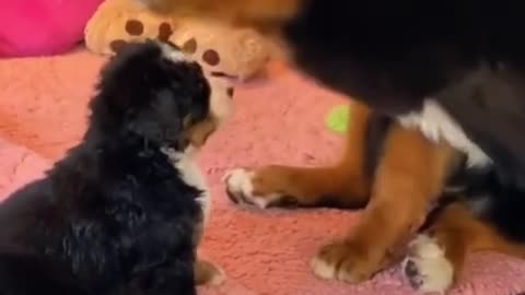 Adorable Dog Petting Puppy - Showing Lots of Love!