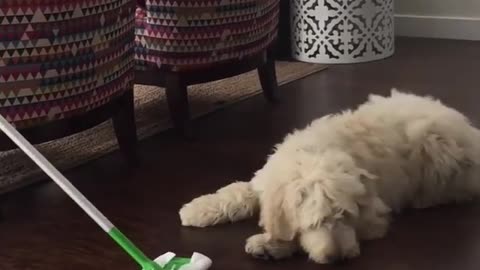 White furry dog plays with green swiffer broom on wood floor