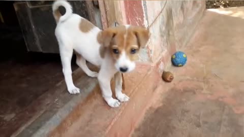 Funny animal video