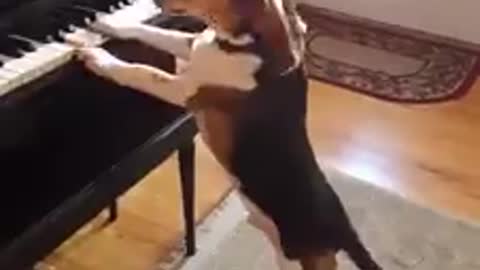 pianist dog