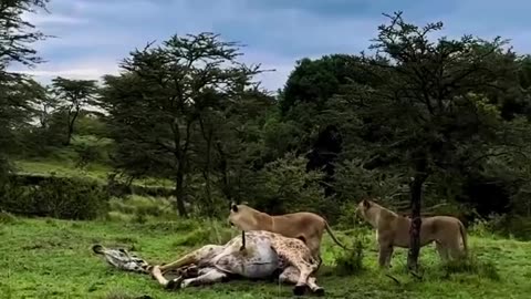 Lion attacks giraffe 🦒