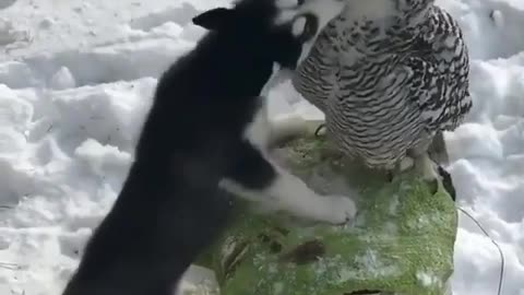 The bird plays with the dog