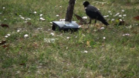 Intelligent Crows Try to See what's inside a Box
