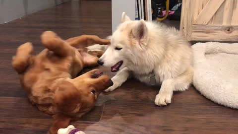 Golden Retriever and Husky become best friends!