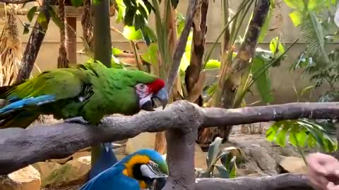 Feeding two colorful parrot in a park
