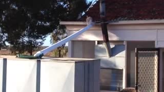 Small Calico Cat Loses Balance And Falls Off The Roof