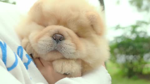 cute miniteacup dog chow chow puppy