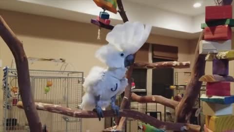Best Parrot Dancing Compilation