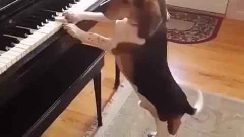 The smart dog is playing piano