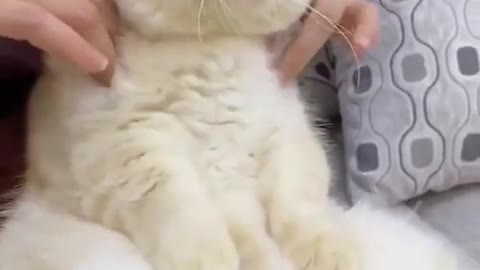 Cute Cat Pets