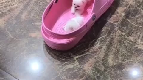 Adorable teacup puppies... Mini pups play in shoe