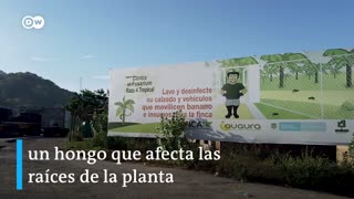 La lucha de las bananeras en Colombia