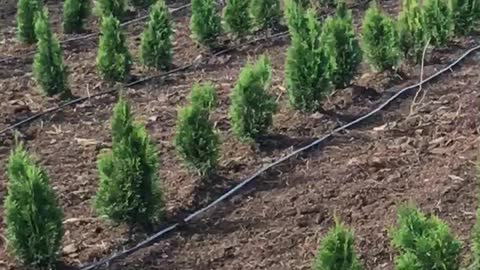 Emerald green arborvitae just planted by Highland Hill Farm in fountainville pa