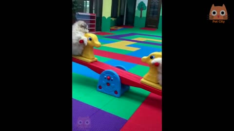 Videos De Animales Graciosos 2021 - Momento divertido niños | New Funny Videos