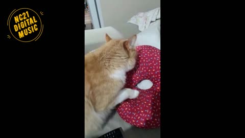 Funny Videos of Dogs, Cats and Other Animals - Guinar Making the Bed to Slee