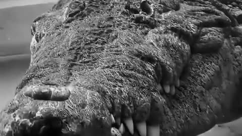 Crocodile like you've never seen