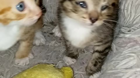 Kitten siblings playing