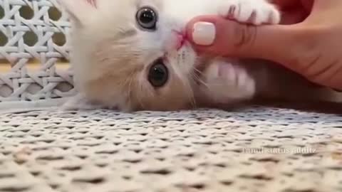 Cute cats whatsapp status