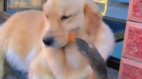 tình yêu chó và vịt #pets #comedy #funny #shortvideo #cute #animals #dog #happy #duck #sonlaphonui