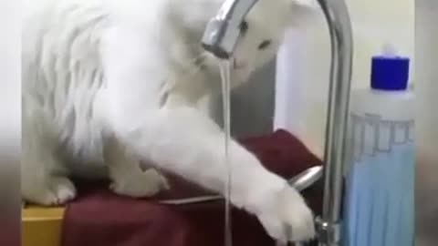 The cat is drinking water