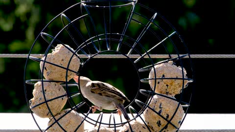 Bird Sperling Lining Ring Sparrow Plumage Feeding