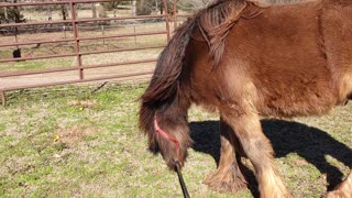 Gypsy Horse Quiggly and the Scary Plastic Bag