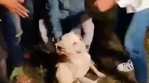 Dancing for dog
